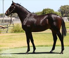POSITIVE POINTER - War Chant-Point Me To It colt made $95,000 at Magic Millions